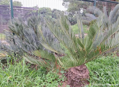 Encephalartos dolomiticus — SANBI reference photograph
