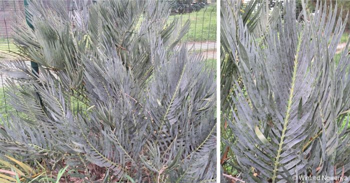 Encephalartos dolomiticus — SANBI reference photograph