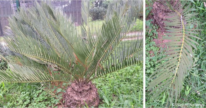 Encephalartos dolomiticus — SANBI reference photograph