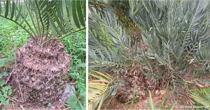 Encephalartos dolomiticus — SANBI reference photograph