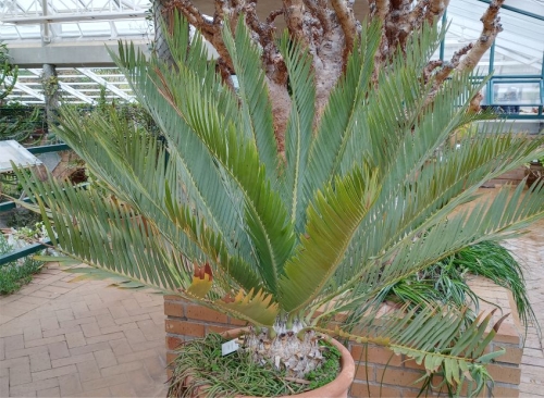 Encephalartos dyerianus — SANBI reference photograph