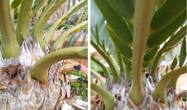 Encephalartos dyerianus — SANBI reference photograph