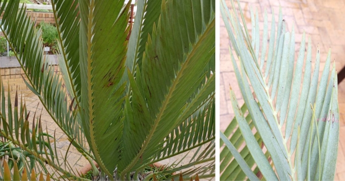 Encephalartos dyerianus — SANBI reference photograph