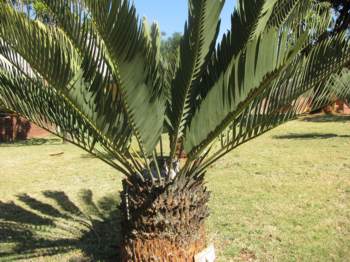 Encephalartos eugene-maraisii — SANBI reference photograph