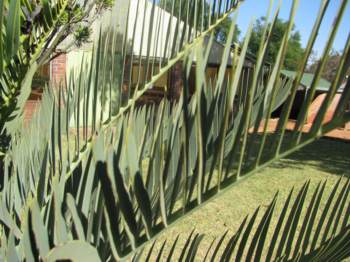 Encephalartos eugene-maraisii — SANBI reference photograph