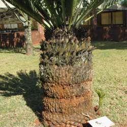 Encephalartos eugene-maraisii — SANBI reference photograph