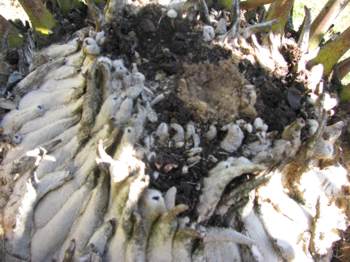 Encephalartos eugene-maraisii — SANBI reference photograph