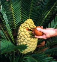 Pollination of a female cone
