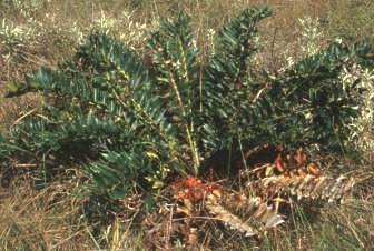 Encephalartos ferox — SANBI reference photograph