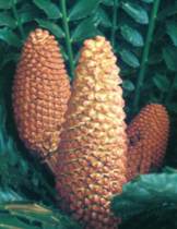 Encephalartos ferox — SANBI reference photograph