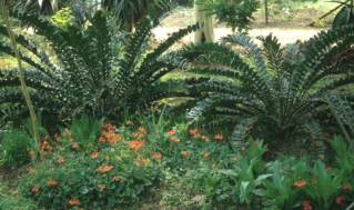 Encephalartos ferox — SANBI reference photograph