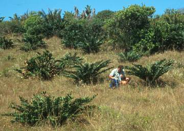 Encephalartos ferox — SANBI reference photograph