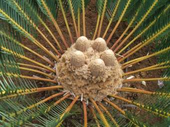 Encephalartos friderici-guilielmi — SANBI reference photograph