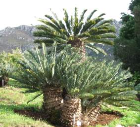 Encephalartos friderici-guilielmi — SANBI reference photograph
