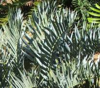 Encephalartos friderici-guilielmi — SANBI reference photograph