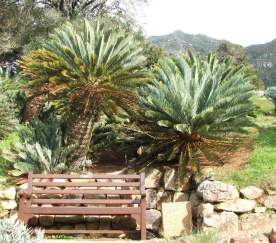 Growing in Kirstenbosch