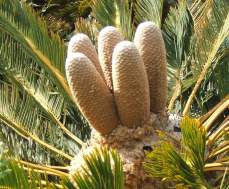Encephalartos friderici-guilielmi — SANBI reference photograph
