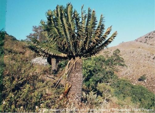 Encephalartos heenanii — SANBI reference photograph
