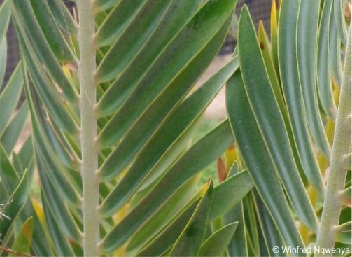 Encephalartos heenanii — SANBI reference photograph