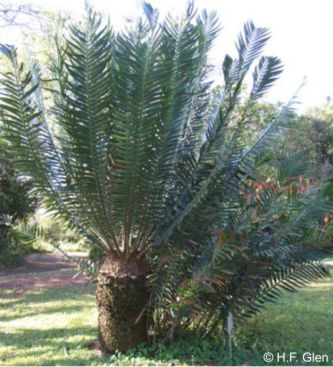 Encephalartos heenanii growing in the Lowveld National Botanical Garden. Photo H.F. Glen