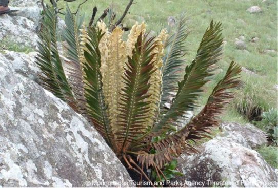 Encephalartos heenanii — SANBI reference photograph