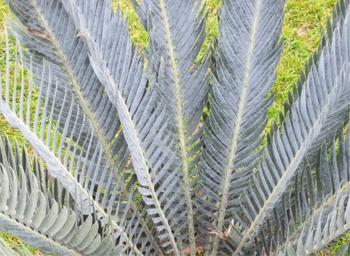 Encephalartos hirsutus — SANBI reference photograph
