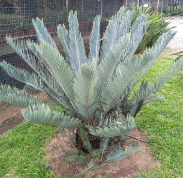 Encephalartos hirsutus — SANBI reference photograph