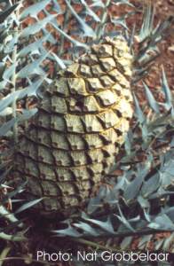 Encephalartos horridus — SANBI reference photograph