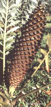 Encephalartos horridus — SANBI reference photograph