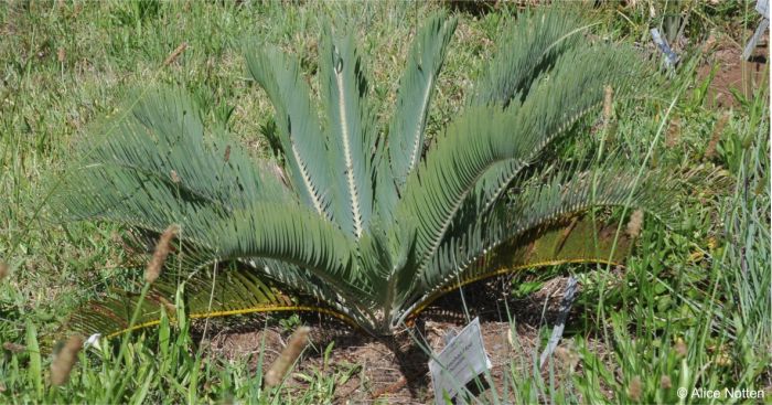 Encephalartos humilis — SANBI reference photograph