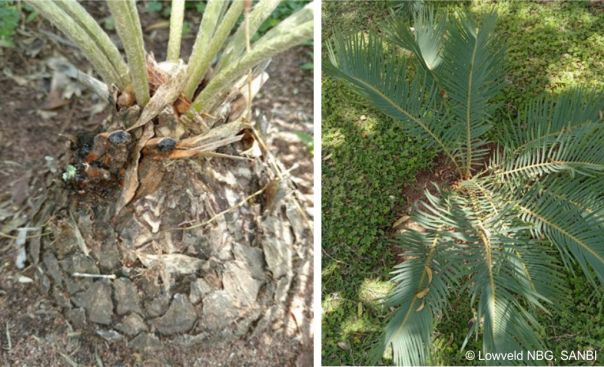 Encephalartos humilis — SANBI reference photograph