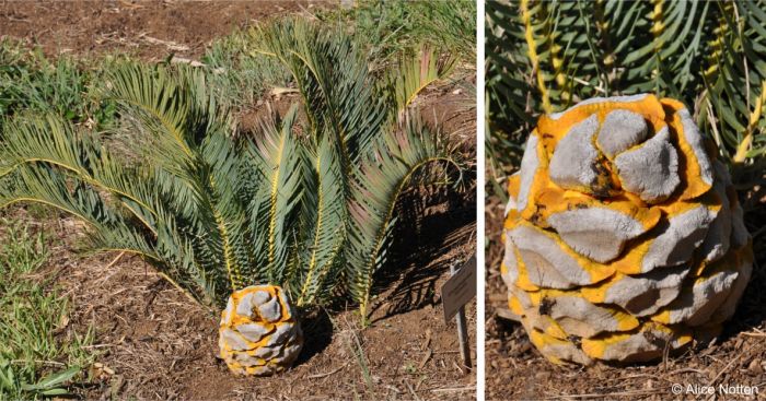 Encephalartos humilis — SANBI reference photograph