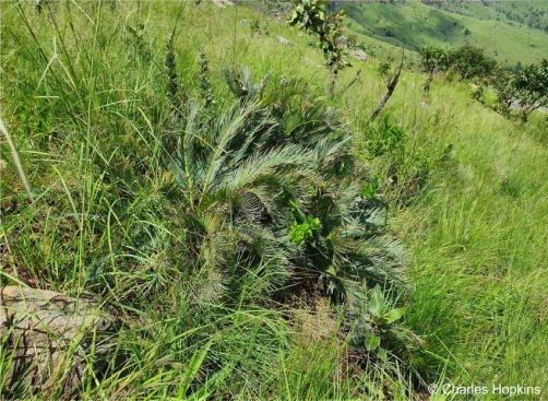 Encephalartos humilis — SANBI reference photograph