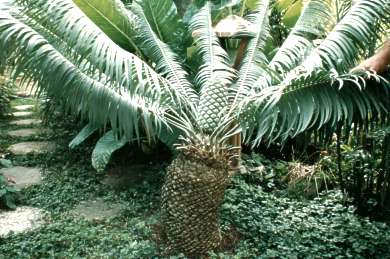 Encephalartos inopinus — SANBI reference photograph