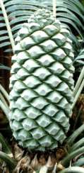 Encephalartos inopinus — SANBI reference photograph