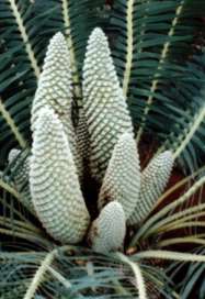 Encephalartos inopinus — SANBI reference photograph