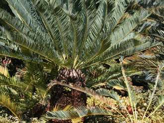 Encephalartos laevifolius — SANBI reference photograph