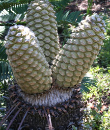 Encephalartos laevifolius — SANBI reference photograph