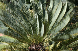 Encephalartos laevifolius — SANBI reference photograph