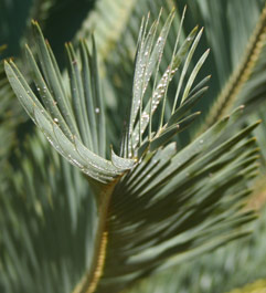 Encephalartos laevifolius — SANBI reference photograph