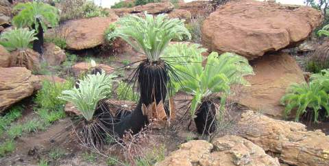 Encephalartos lanatus — SANBI reference photograph