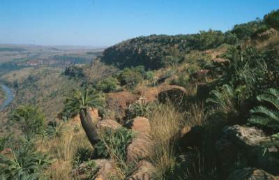 Encephalartos lanatus — SANBI reference photograph