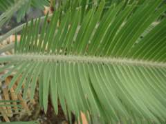 Encephalartos lanatus — SANBI reference photograph