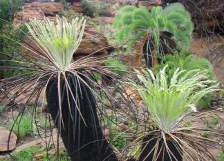 Encephalartos lanatus after fire