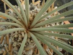 Encephalartos lanatus — SANBI reference photograph