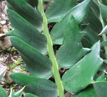Encephalartos latifrons — SANBI reference photograph