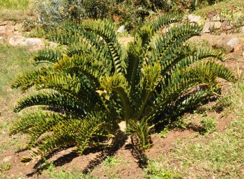 Encephalartos latifrons, young plant