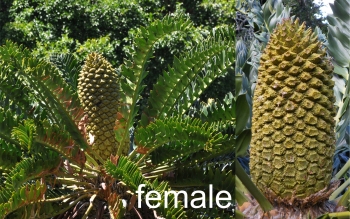 Encephalartos latifrons — SANBI reference photograph