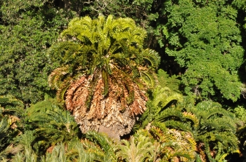 Encephalartos latifrons — SANBI reference photograph