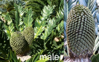 Encephalartos latifrons — SANBI reference photograph